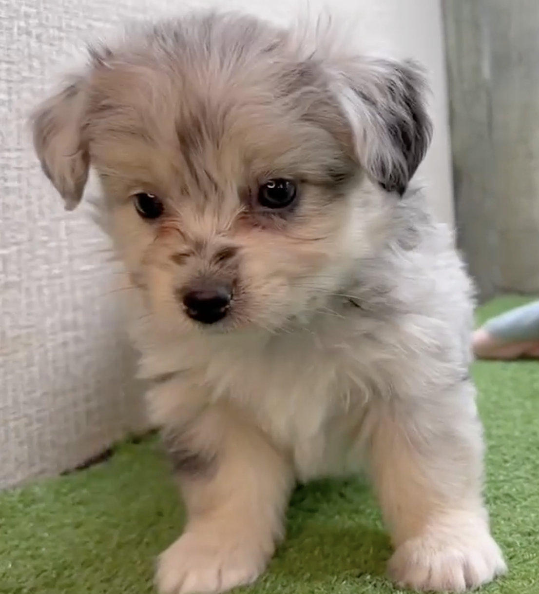 cute aussiechon puppy sitting on a green carpet
